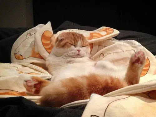 Blorp Pillow